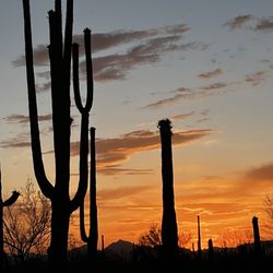 Tucson / Lazydays KOA - Saguaro National Park (West) at sunset