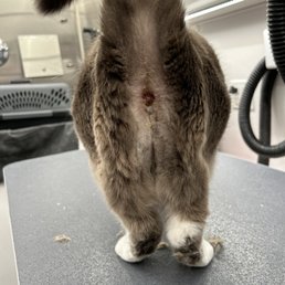 Do Cats Groom Their Butt: Surprising Facts You Need to Know