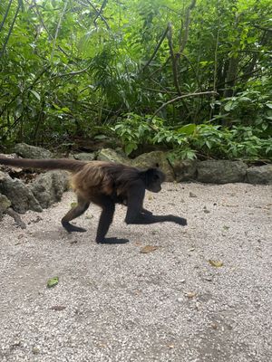 Croco Cun Zoo by null