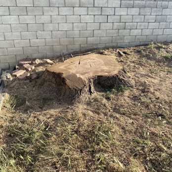 Ortega's Jr Tree Service - After - Tree Services Near Me - Riverside , California Ortega's Jr Tree Service - After - Tree Services Near Me - Riverside , California