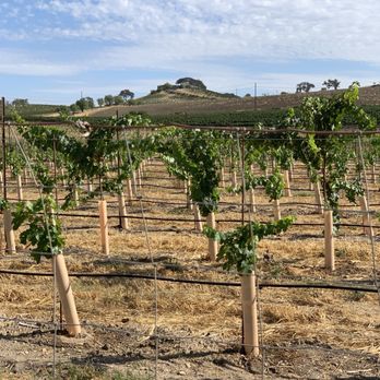 Steinbeck Vineyards & Winery - rows of grape plants - Wineries Near Me - Paso Robles, California Steinbeck Vineyards & Winery - rows of grape plants - Wineries Near Me - Paso Robles, California