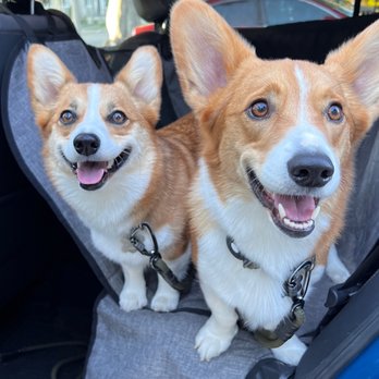 Healthy Spot - Long Beach - Happy floofs - Pet Sitting Near Me - Long Beach, California