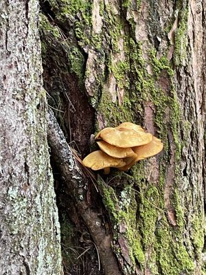 Bradbury Mountain State Park by null