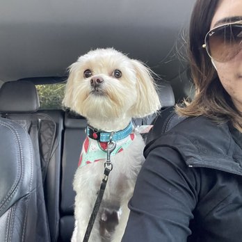 Muddy Paws OC - Pet Groomers Near Me - Orange, California Muddy Paws OC - Pet Groomers Near Me - Orange, California