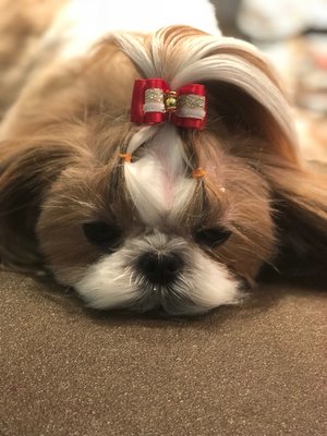 D is for Doggy - Daycare & Grooming by null