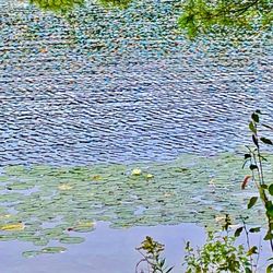 White Lake Lodges