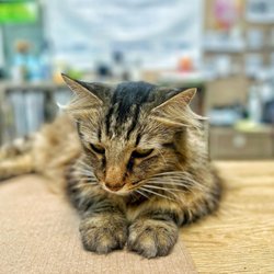 Cashier cat. 1 of 7 cute kitties that lives at the nursery | IG @moniquedao