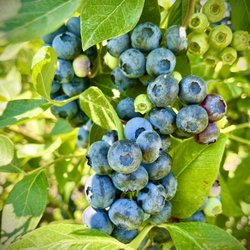 Montavons Berries