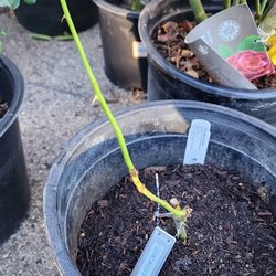 Rogue Valley Roses - The rose that has been struggling to survive