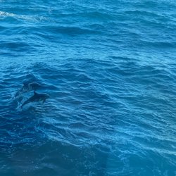 Live  Laugh  Love  Travel - Dolphin from our room window!