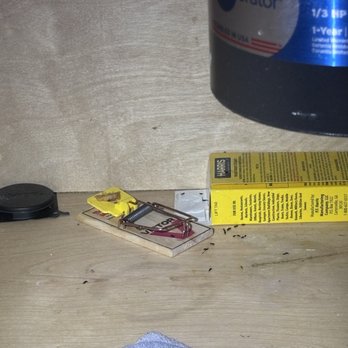 Gatewater Landing - The mice poop under our sink, Same trap placed there since September - Apartments Near Me - Glen Burnie, Maryland
