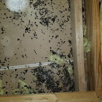 Pro Wildlife Removal - Don't let rodents make your attic look like this. Call today for a free rodent inspection. - Pest Control Near Me - Trinity, Florida Pro Wildlife Removal - Don't let rodents make your attic look like this. Call today for a free rodent inspection. - Pest Control Near Me - Trinity, Florida