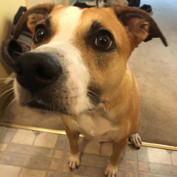 Dogtopia - Oakbrook Terrace - Is it time to go, yet, Ma? - Pet Boarding Near Me - Oakbrook Terrace, Illinois Dogtopia - Oakbrook Terrace - Is it time to go, yet, Ma? - Pet Boarding Near Me - Oakbrook Terrace, Illinois