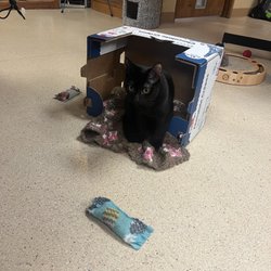 S.A.R.A.'s Treasures - They have cat houses and stuff around the little shop room