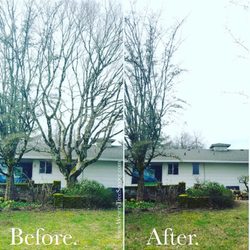 Wever's Tree Service - Tree removal