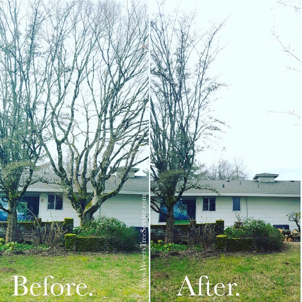Wever's Tree Service - tree service in Estacada, OR