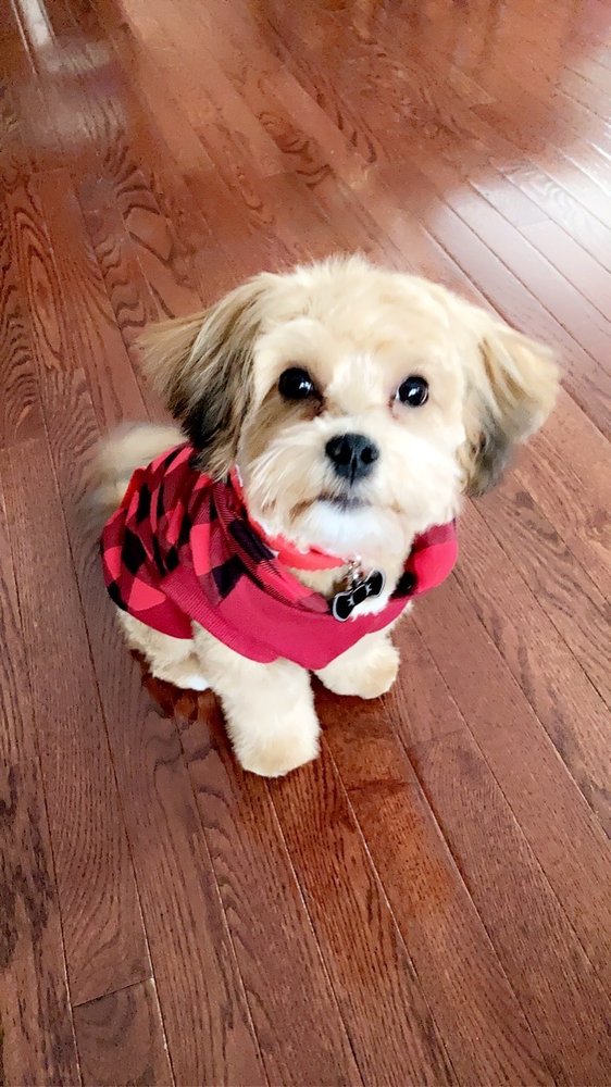 PET PALACE GROOMING SALON 70 Photos & 57 Reviews 2520 S Oakley C1