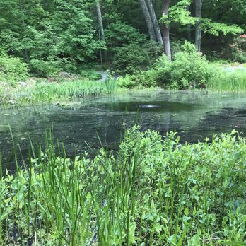 Garden In the Woods - June 2017 Lily pond - Botanical Gardens Near Me - Framingham, Massachusetts