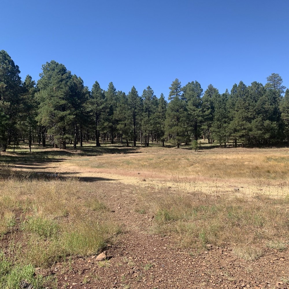 Dogtown Lake Campground - Forest from the trees - Campgrounds Near Me - Williams, Arizona Dogtown Lake Campground - Forest from the trees - Campgrounds Near Me - Williams, Arizona