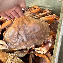 The New Sea Angler - Dungeness crab - clean and very sweet