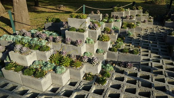 Jardín Botánico del Bosque de Chapultepec by null