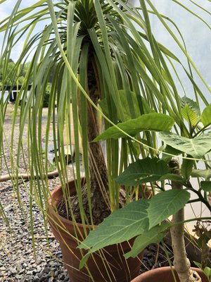 Wollam Gardens by null