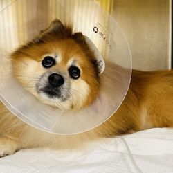 Aliso Viejo Animal Hospital - My dog at the hospital