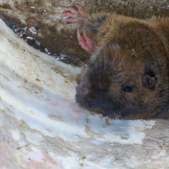 Varmints' Gone! - One gopher caught in gilroy - Pest Control Near Me Varmints' Gone! - One gopher caught in gilroy - Pest Control Near Me