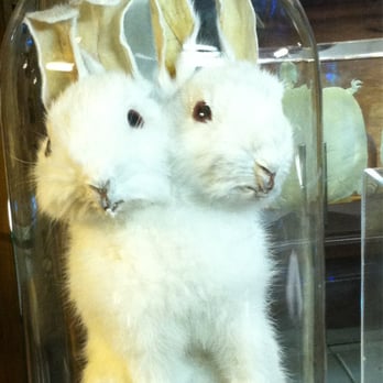 Ye Olde Curiosity Shop - Two headed bunny - Jewelry Near Me - Seattle, Washington Ye Olde Curiosity Shop - Two headed bunny - Jewelry Near Me - Seattle, Washington