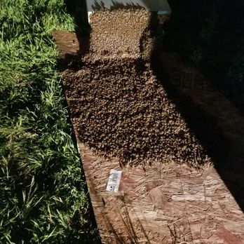 Tenacity Bee Rescue - Rehiving bees, moving into new home - Pest Control Near Me Tenacity Bee Rescue - Rehiving bees, moving into new home - Pest Control Near Me