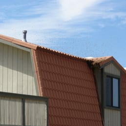 Bee Problems?  Call The Bee Guys at 858-353-7972.
