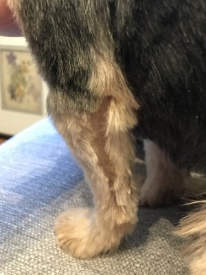 kiki's pet spa & boutique