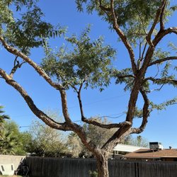 AZ Tree Team