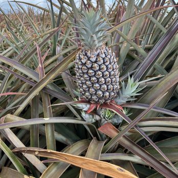 Maui Pineapple Tour - Tours Near Me - Makawao, Hawaii