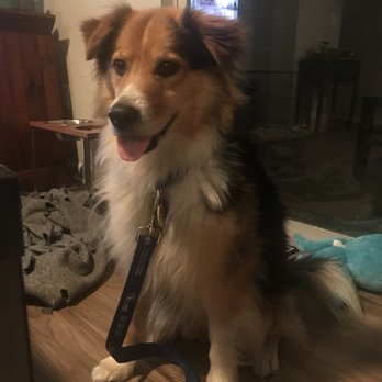 Deepwood Veterinary Clinic - The little rascal himself! - Pet Training Near Me - Centreville, Virginia