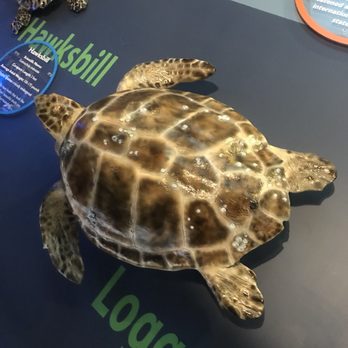 Loggerhead Marinelife Center - Community Service/Non-Profit Near Me - Juno Beach, Florida