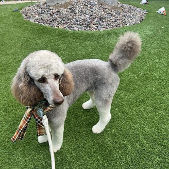 Momos Pet Grooming - Pet Groomers Near Me - Norco, California