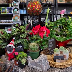 Amity Gardens Center LLC - House plants and gift for last minute shopping.