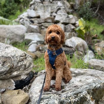 Up Dog LA - Pet Training Near Me