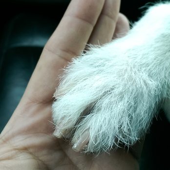 Petco - Twinkle toes! - Pet Training Near Me - Roseville, California