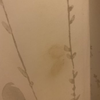 Northern Pine Inn - Blood stain I'm guessing on the shower curtain. - Hotels Near Me - Hayward, Wisconsin Northern Pine Inn - Blood stain I'm guessing on the shower curtain. - Hotels Near Me - Hayward, Wisconsin