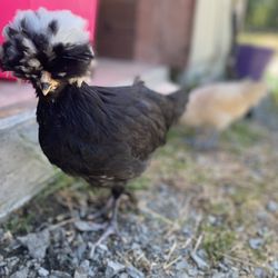 Opal Meadows Farm - Silkie Chickens