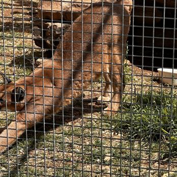 Hillcrest Zoo - Zoos Near Me - Clovis, New Mexico