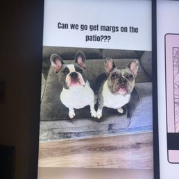 Cute dogs
