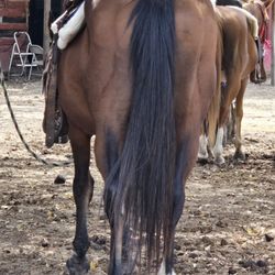Cowboy Andy's Rocking A Ranch - The least skinny of the saddled ones, but very, very lame on the back leg