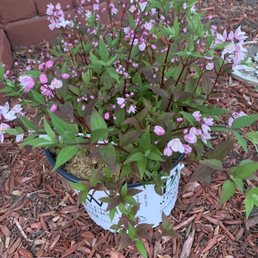 Purchased this pretty flowering bush. I love the extensive selection of flowers Blumen Garden offers