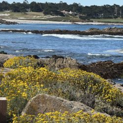 Pebble beach 17 mile drive