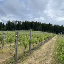 Cherry Point Vineyards - Vineyard
