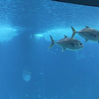 Oceanário de Lisboa - Main tank - Aquariums Near Me - Lisbon, 11 Oceanário de Lisboa - Main tank - Aquariums Near Me - Lisbon, 11