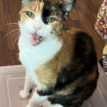 Your Pet's Nanny - Pistachio says "Hire Julie, she's great!" - Pet Sitting Near Me Your Pet's Nanny - Pistachio says "Hire Julie, she's great!" - Pet Sitting Near Me